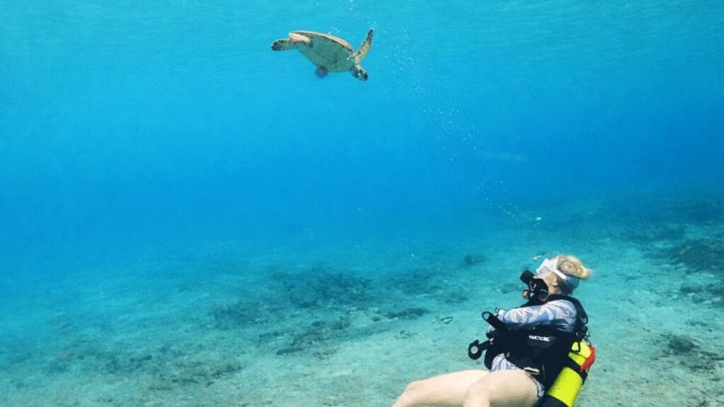 Nager avec les tortues à Curaçao : une tortue verte en pleine eau au-dessus du récif