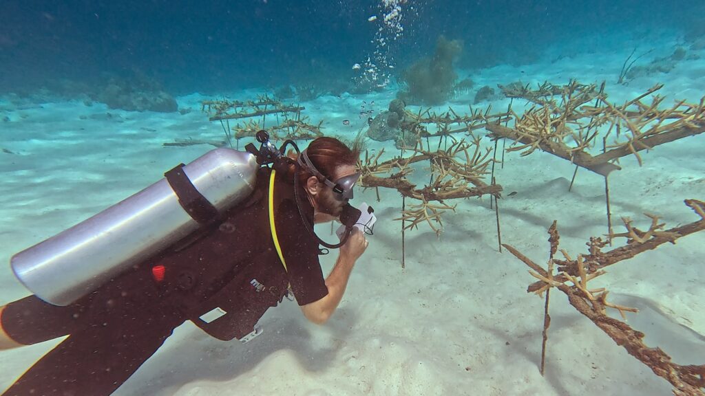 Plongeur devant une pouponnière de coraux, Curaçao