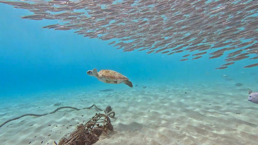 Tortue verte nageant au-dessus du récif, Curaçao