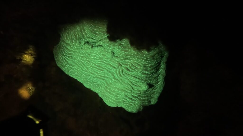 Corail fluorescent vert lors d'une plongée de nuit, Curaçao