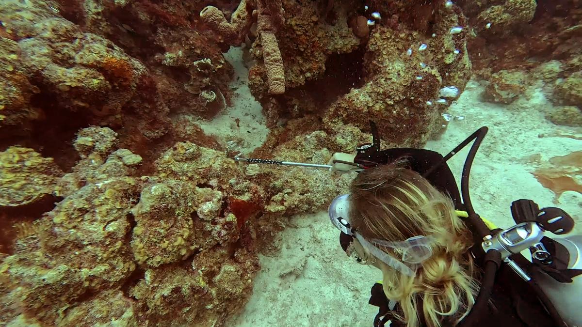Poisson-lion à Curaçao : plongeuse équipée pour la chasse sur le récif