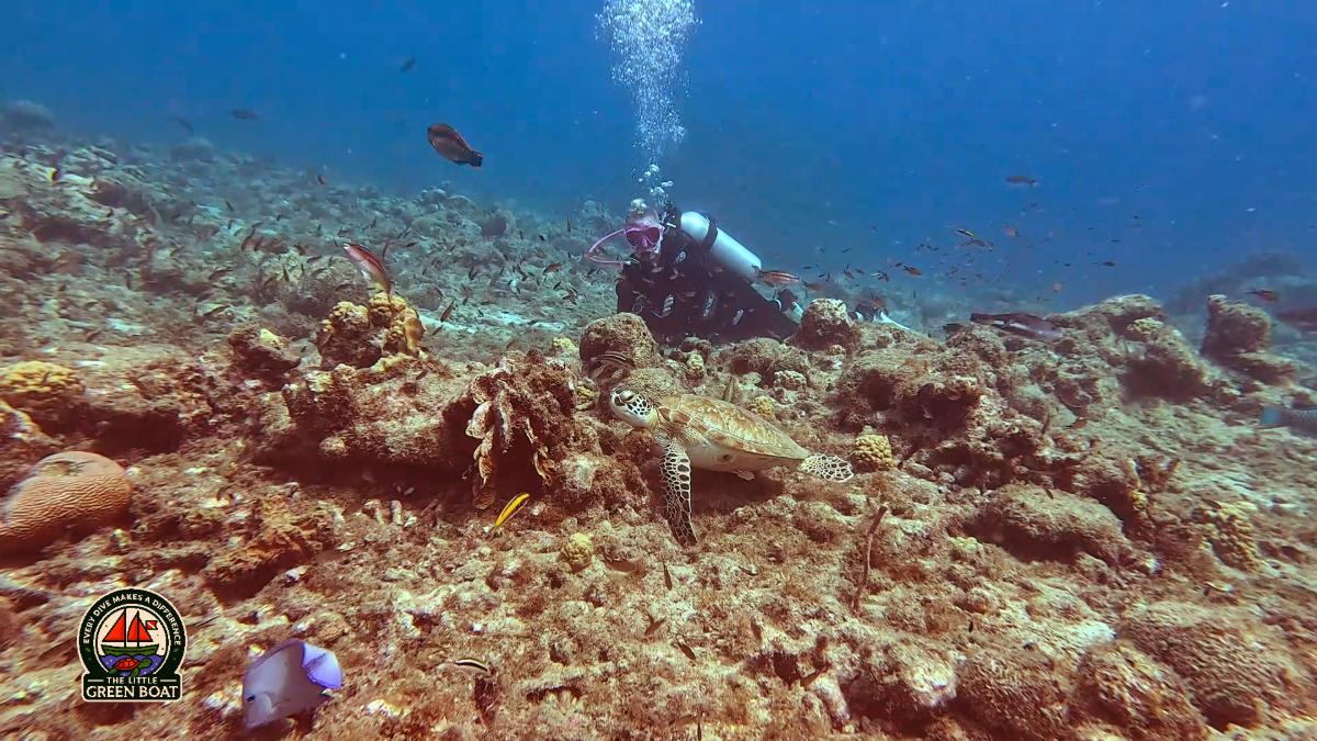 Première plongée à Curaçao : plongeur au-dessus du récif et tortue