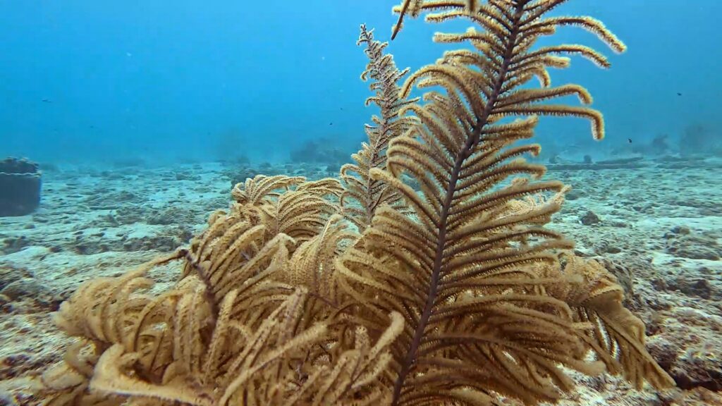 Gorgone dans le récif, Curaçao