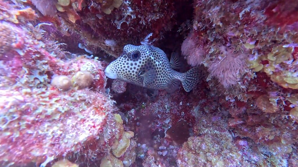 Poisson-coffre dans un récif corallien, Curaçao