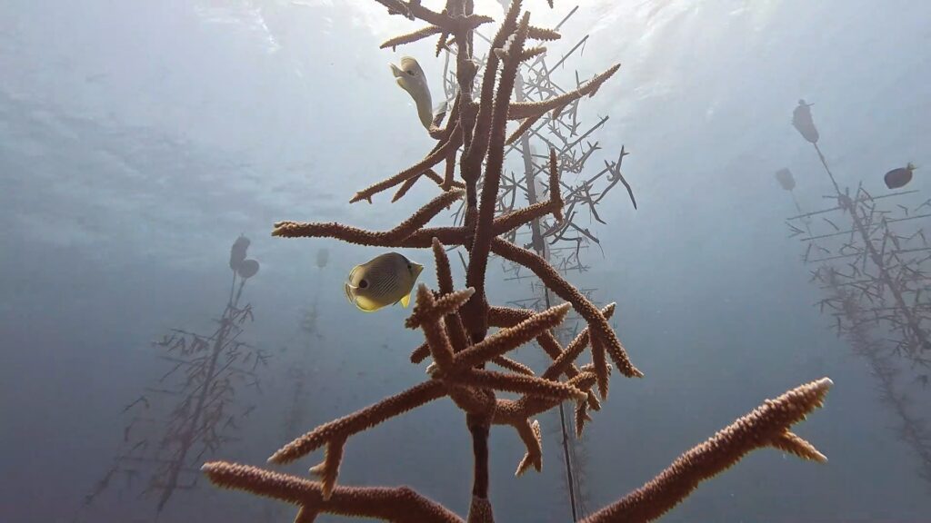 Corail corne de cerf éclairé par le soleil, Curaçao