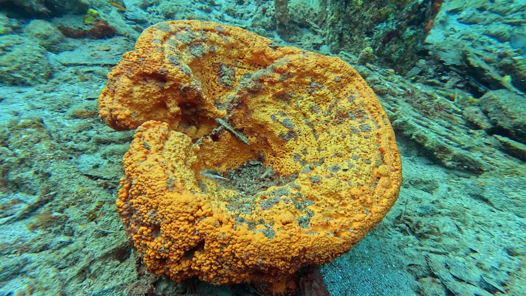 Éponge jaune sur le récif, Curaçao
